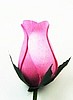 Pink Roses- 1/2 dozen